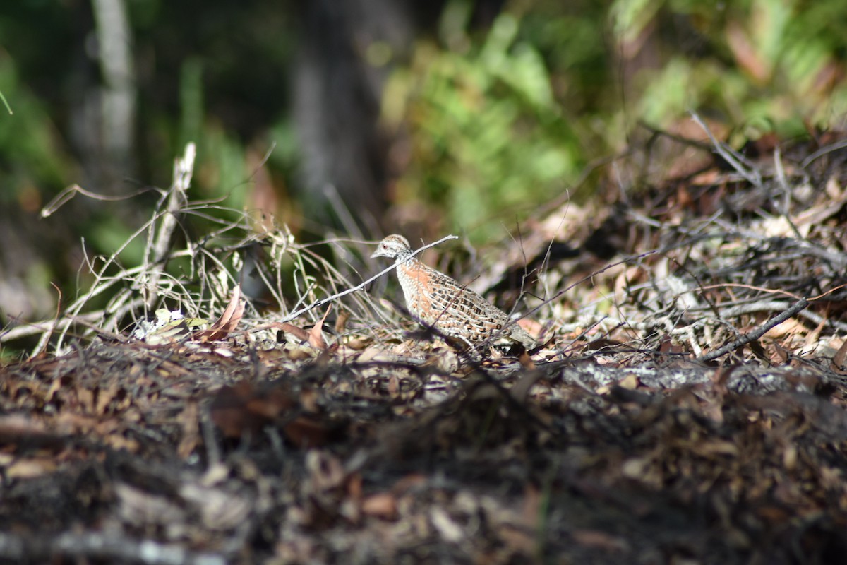 Painted Buttonquail - ML380285161