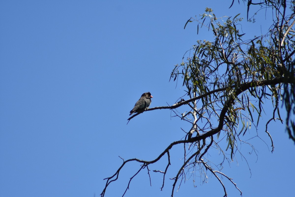 Dollarbird - David Andersen