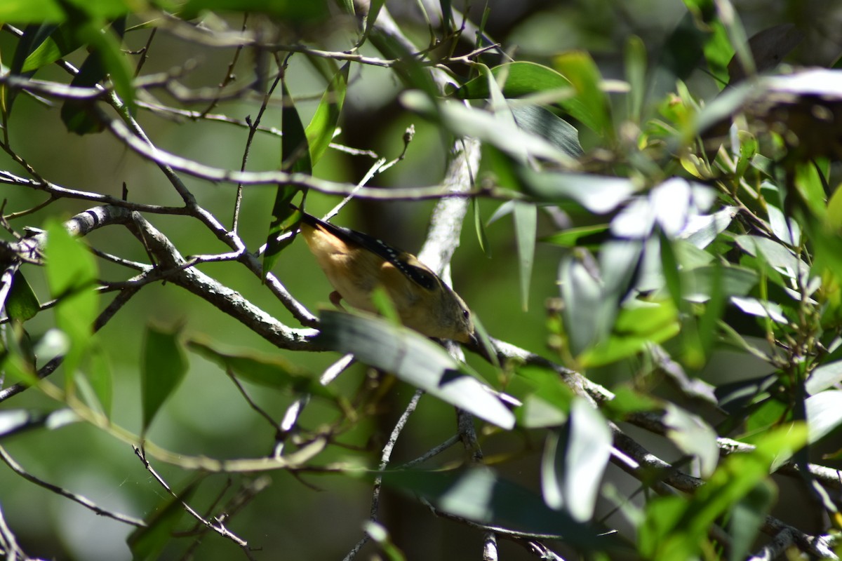 Spotted Pardalote - ML380285281