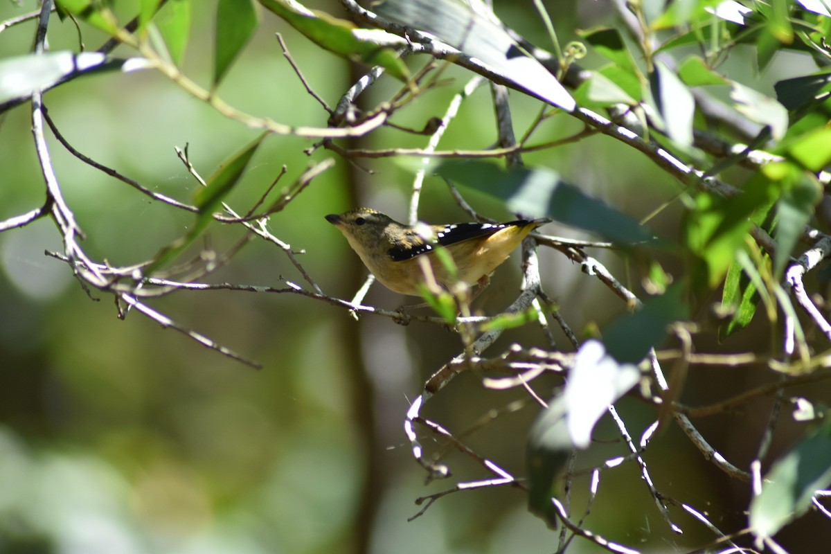 Spotted Pardalote - ML380285291
