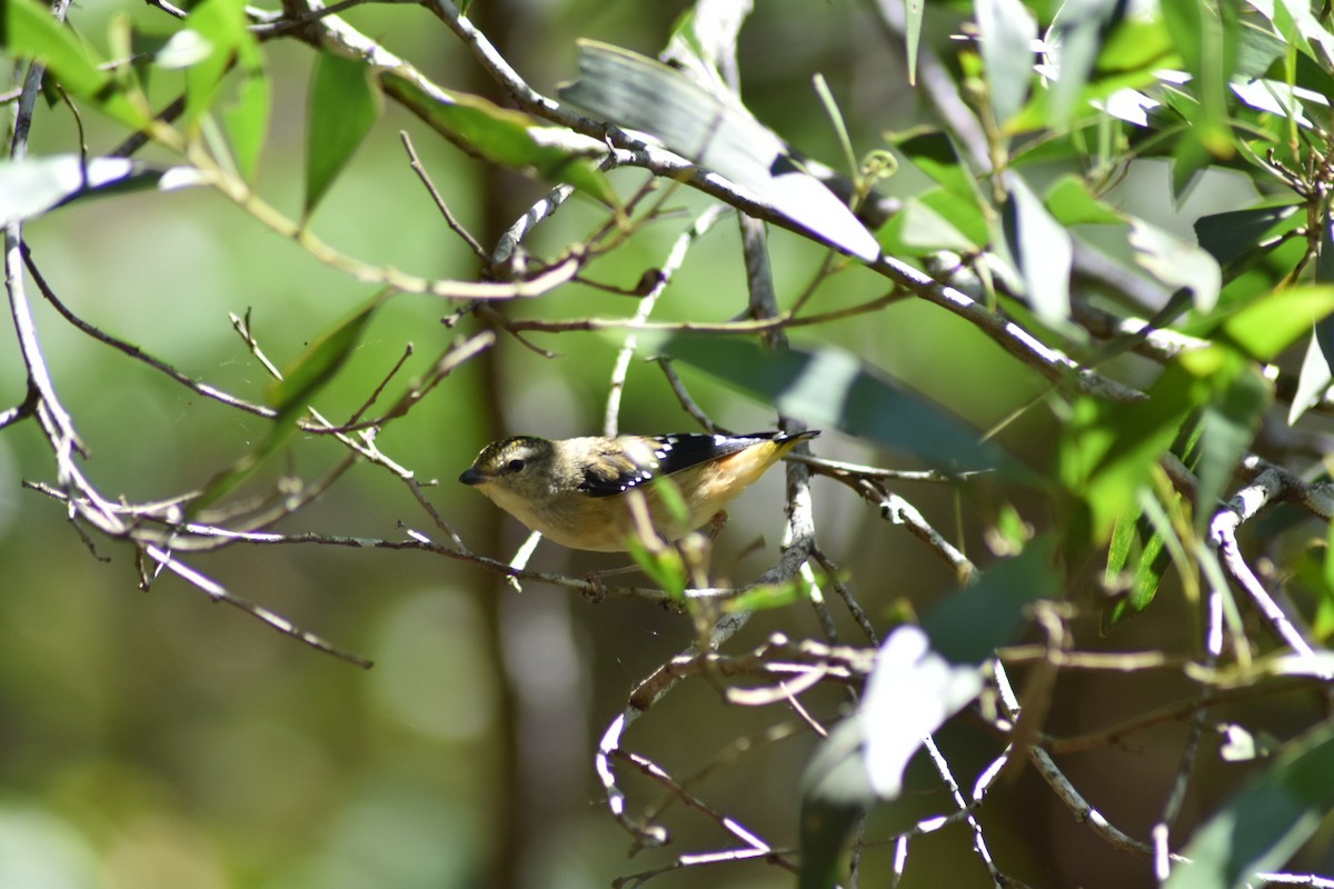 Spotted Pardalote - ML380285311