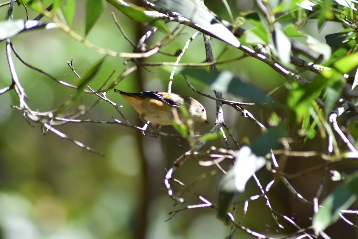 Spotted Pardalote - ML380285321