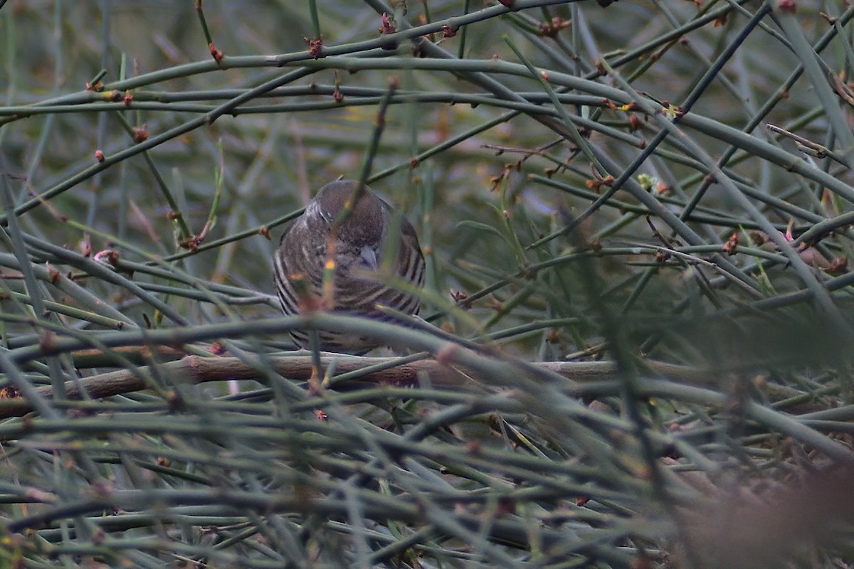 Shining Bronze-Cuckoo - ML380286941