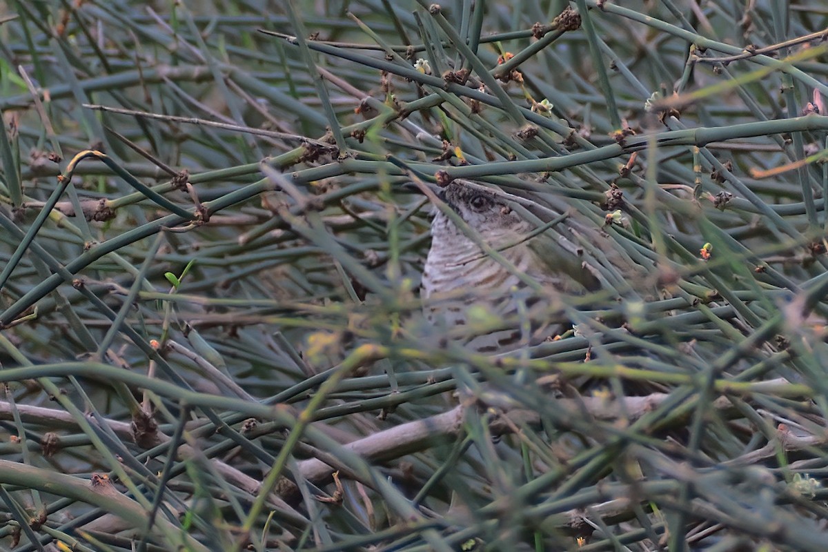 Shining Bronze-Cuckoo - ML380286951