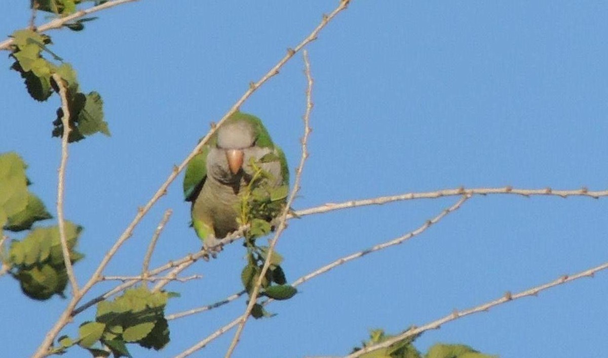 Monk Parakeet - Pablo Alejandro Pla