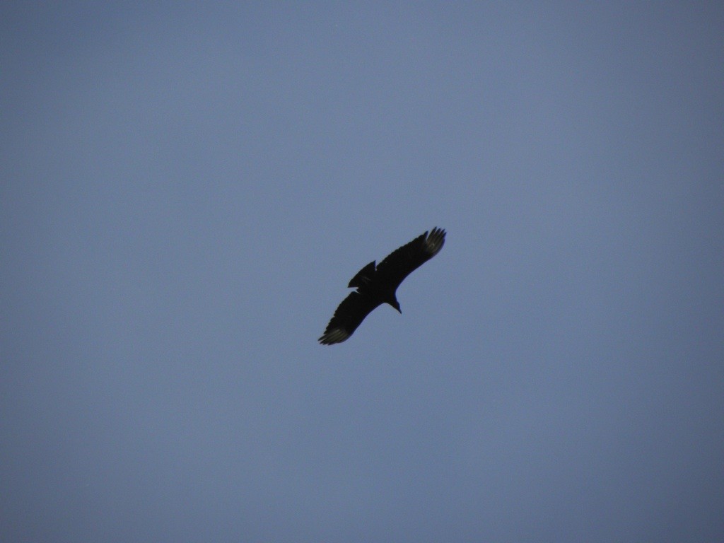 Black Vulture - ML38028901