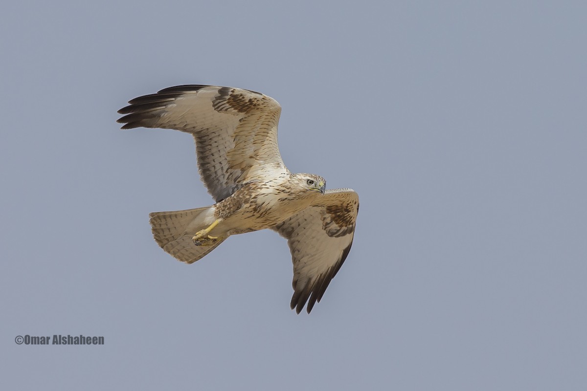 Long-legged Buzzard - Omar alshaheen