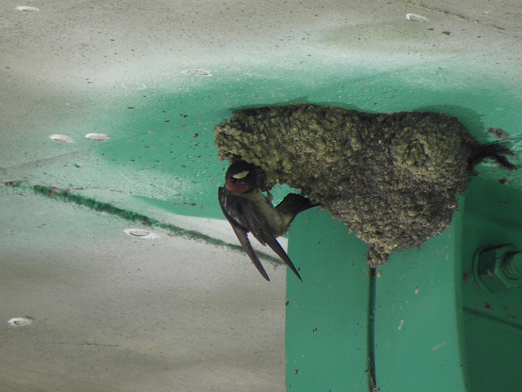 Cliff Swallow - ML38028971