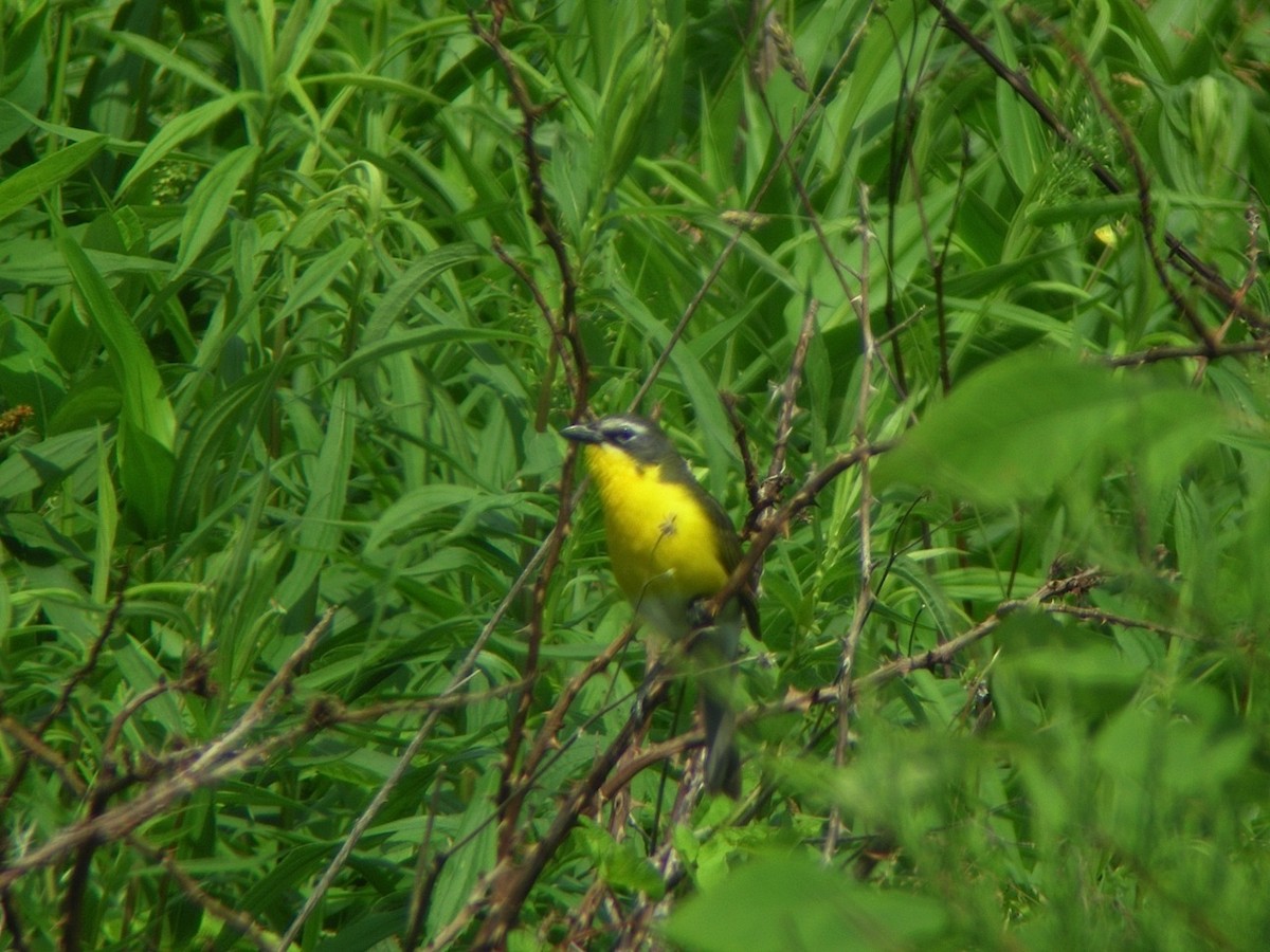 Yellow-breasted Chat - ML38029011