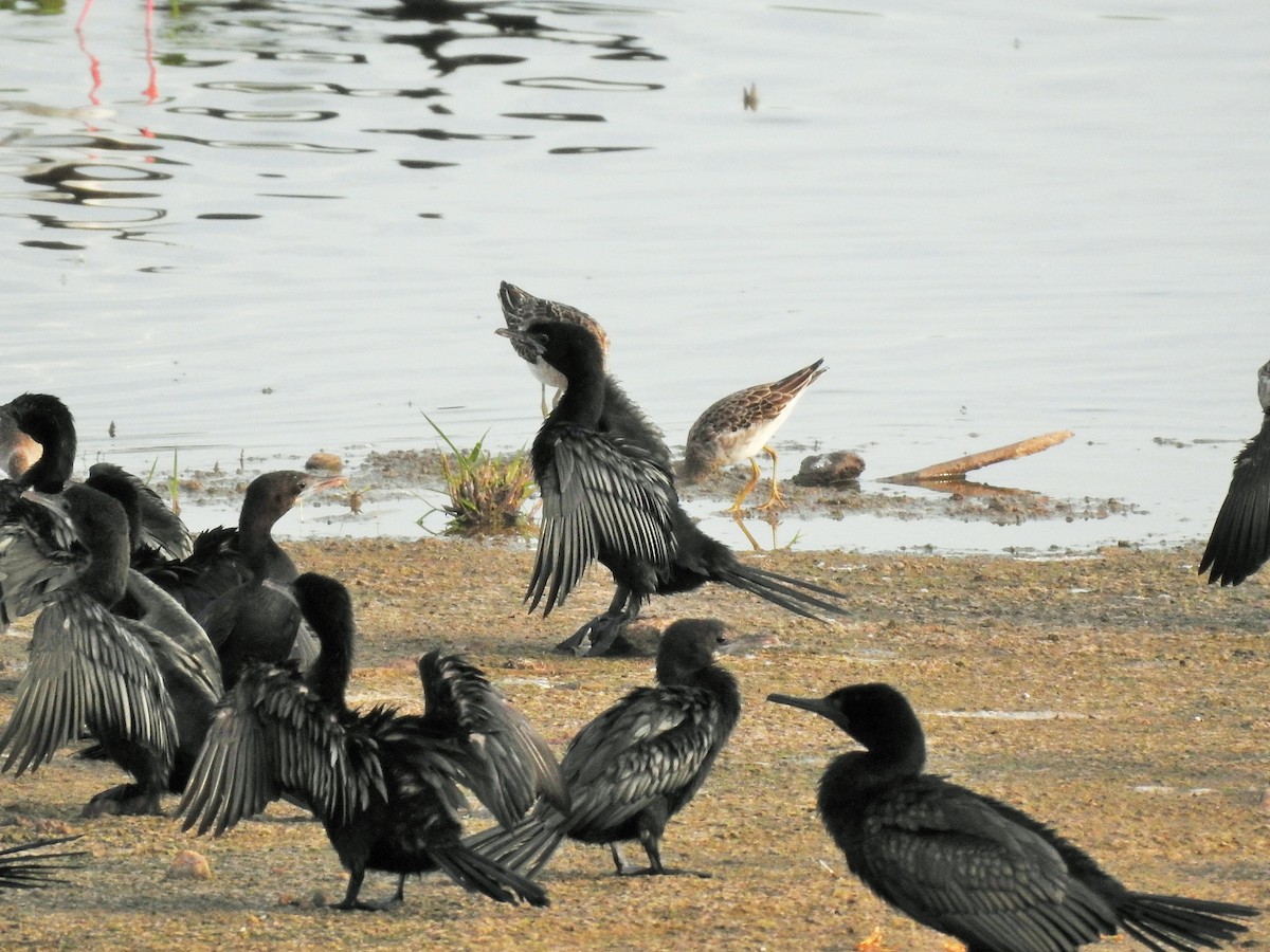 cormorant sp. - Arulvelan Thillainayagam