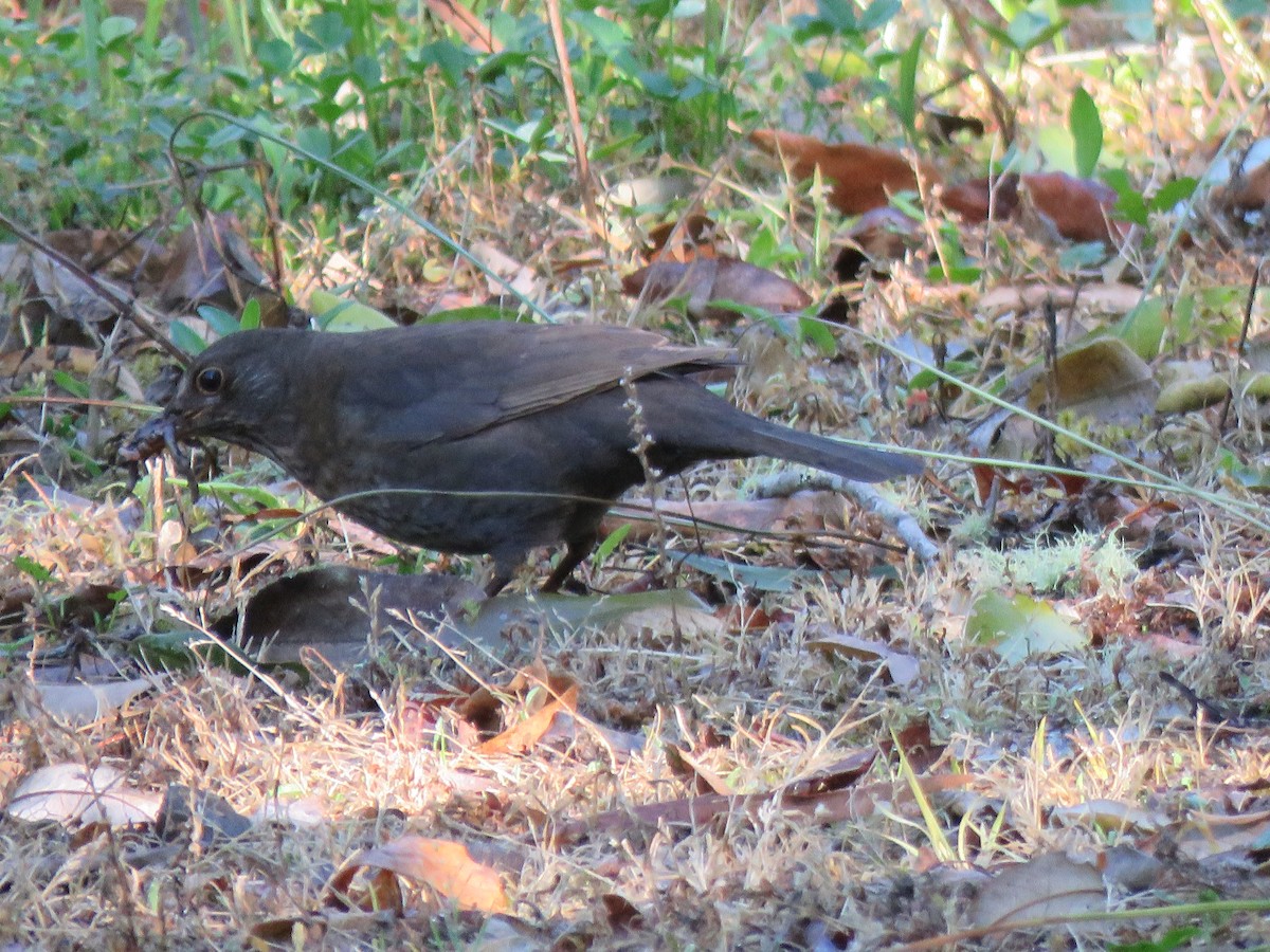 Eurasian Blackbird - ML380292811