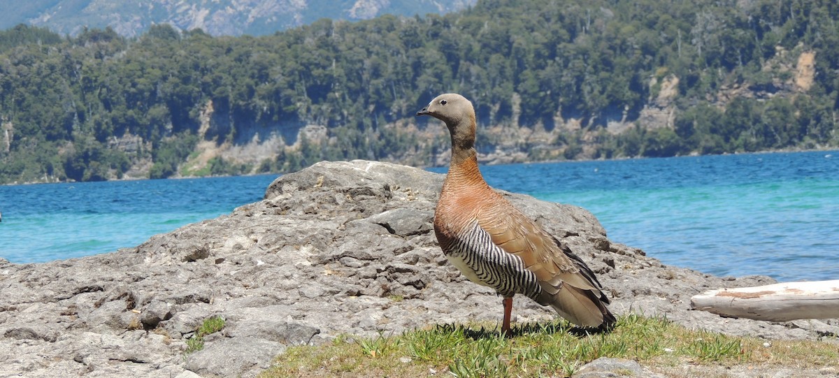 Ashy-headed Goose - ML38029331