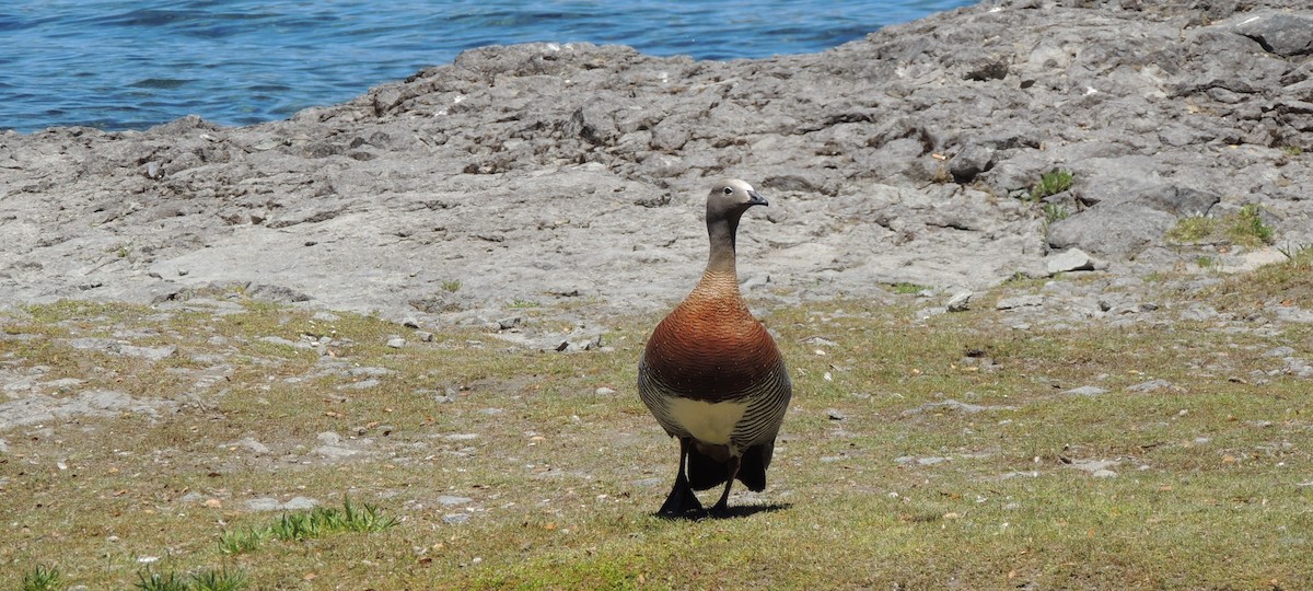 Ashy-headed Goose - ML38029351