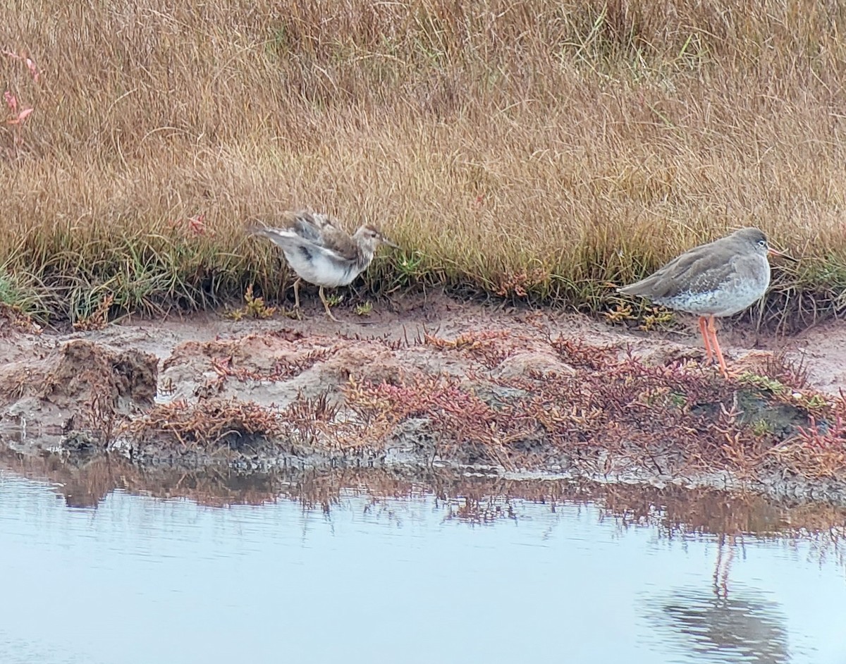 Graubrust-Strandläufer - ML380293771