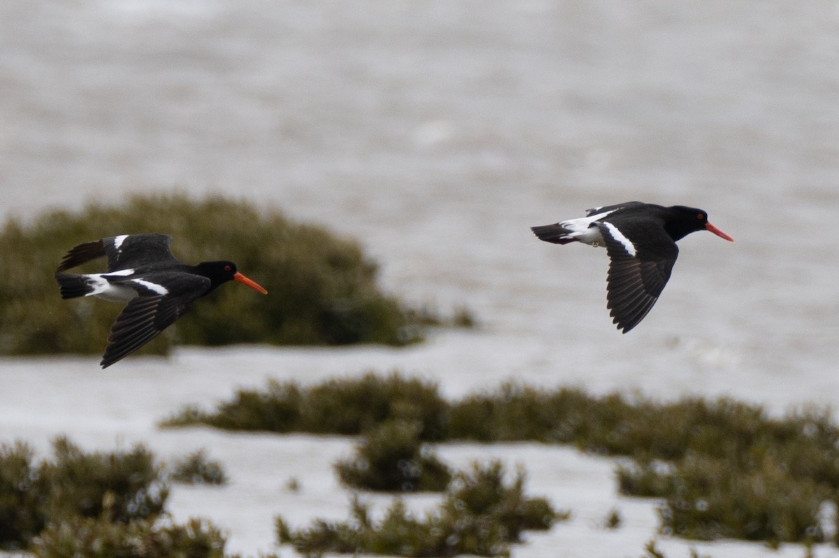 Pied Oystercatcher - Braydan Pettigrove