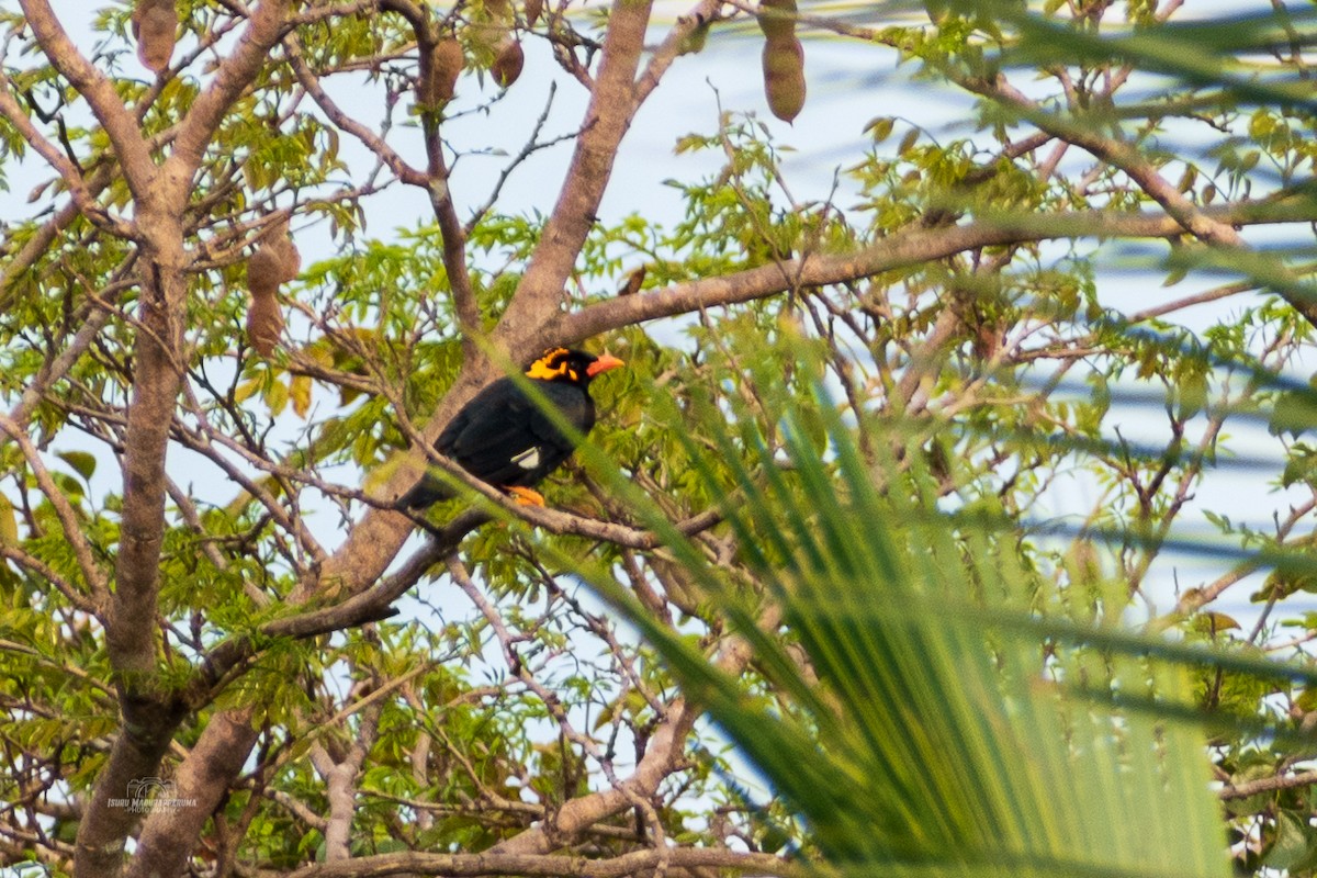 Southern Hill Myna - ML380294491