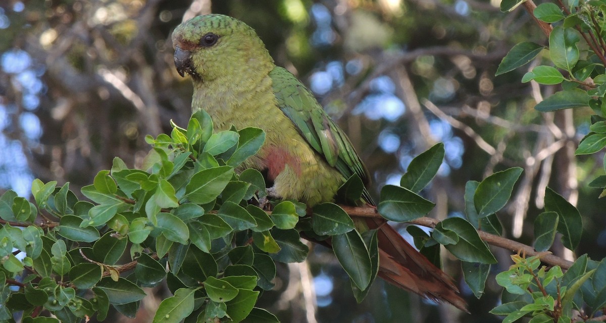 Austral Parakeet - ML38029471