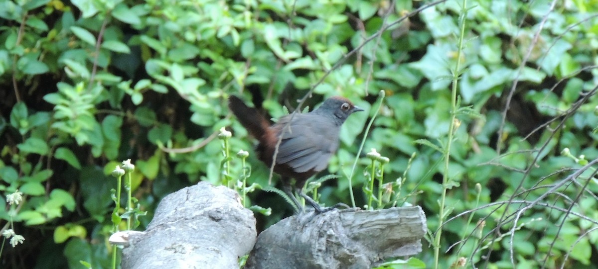 Black-throated Huet-huet - ML38029481