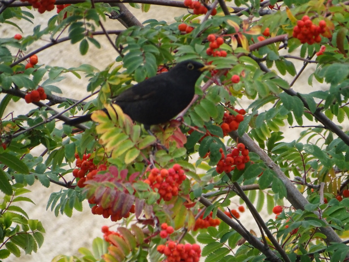 Eurasian Blackbird - ML380295251