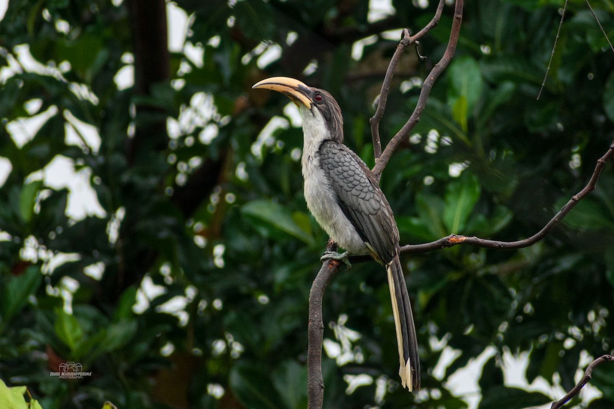 Sri Lanka Gray Hornbill - ML380295451