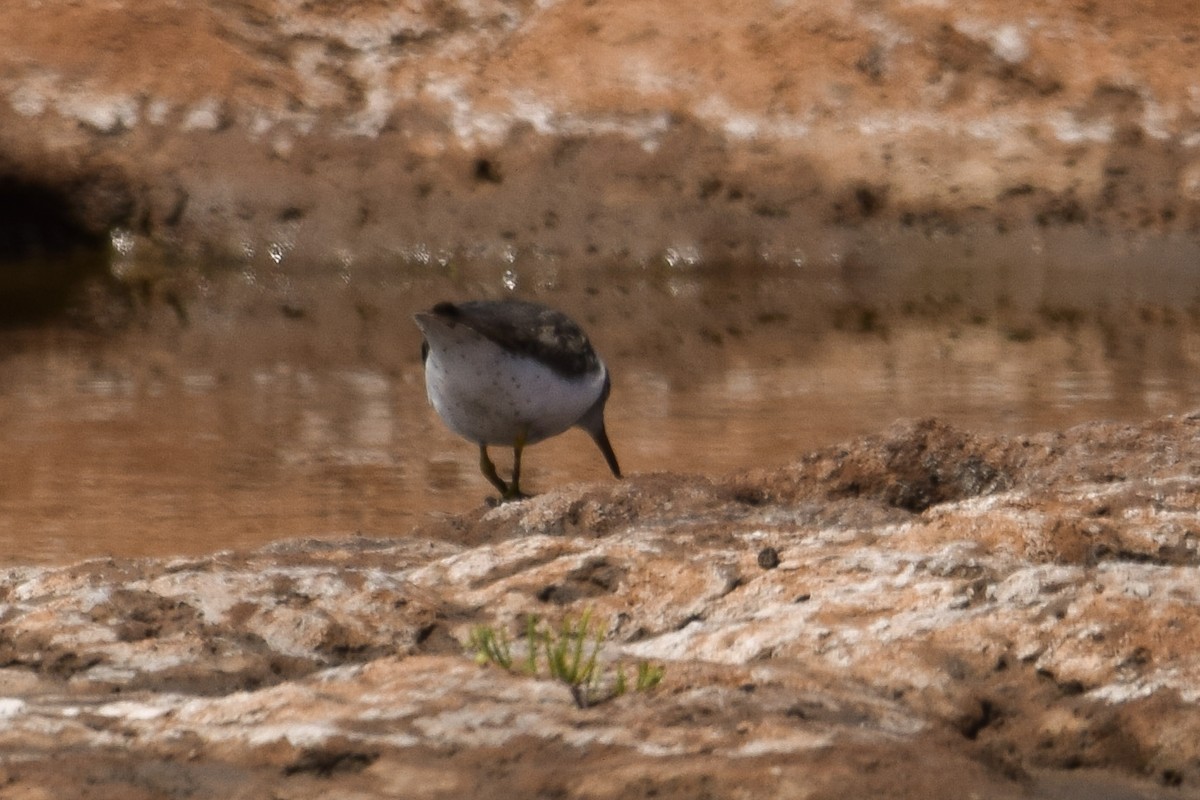 Spotted Sandpiper - ML380295511