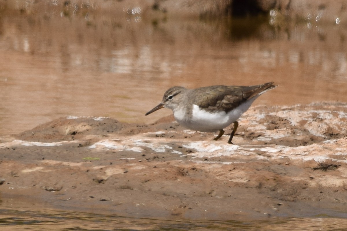 Spotted Sandpiper - ML380295571