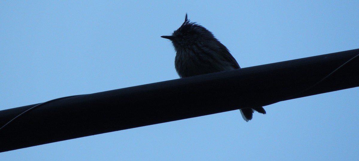 Tufted Tit-Tyrant - ML38029581