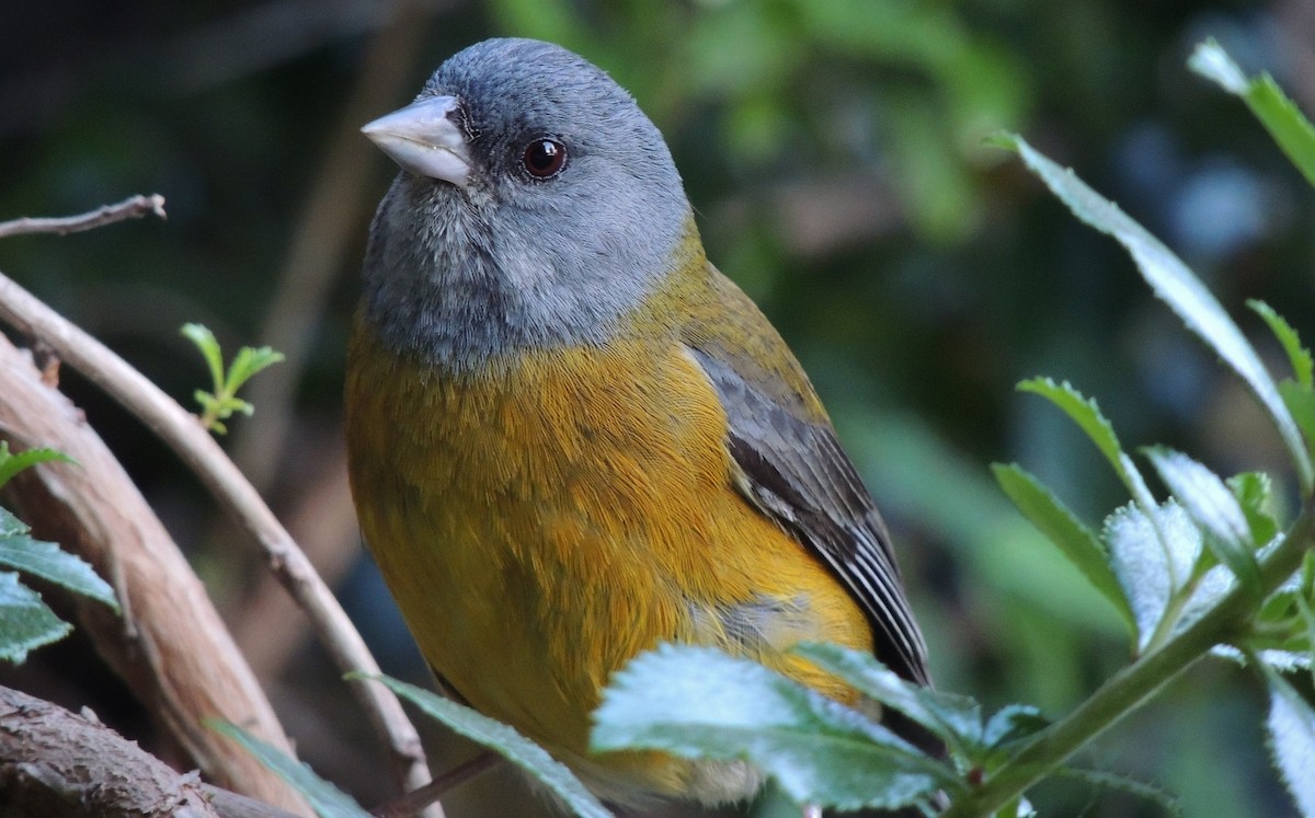 Patagonian Sierra Finch - ML38029611