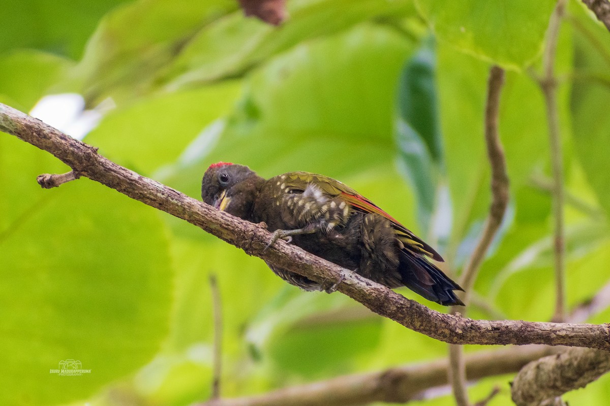 Lesser Yellownape - ML380296251