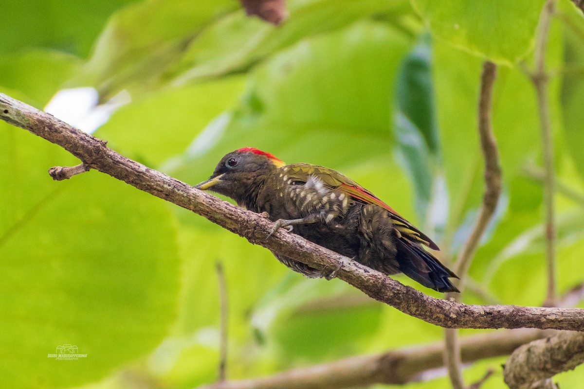Lesser Yellownape - ML380296281