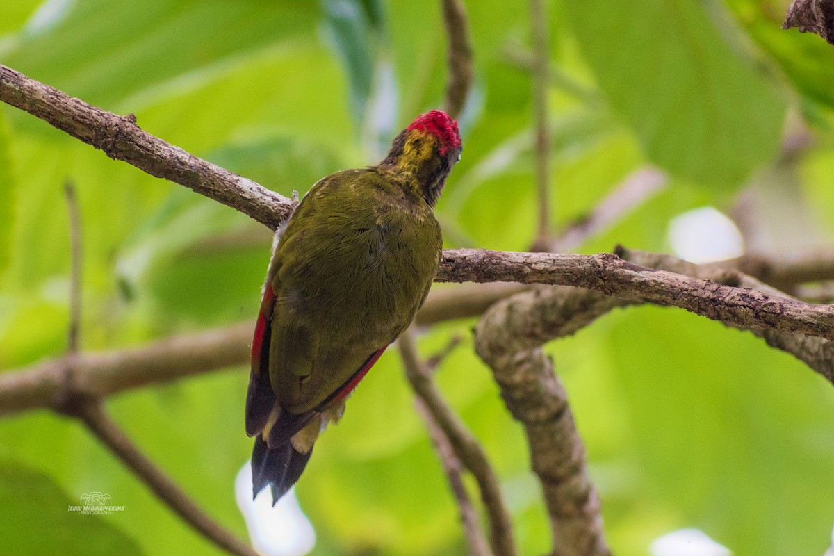 Lesser Yellownape - ML380296301