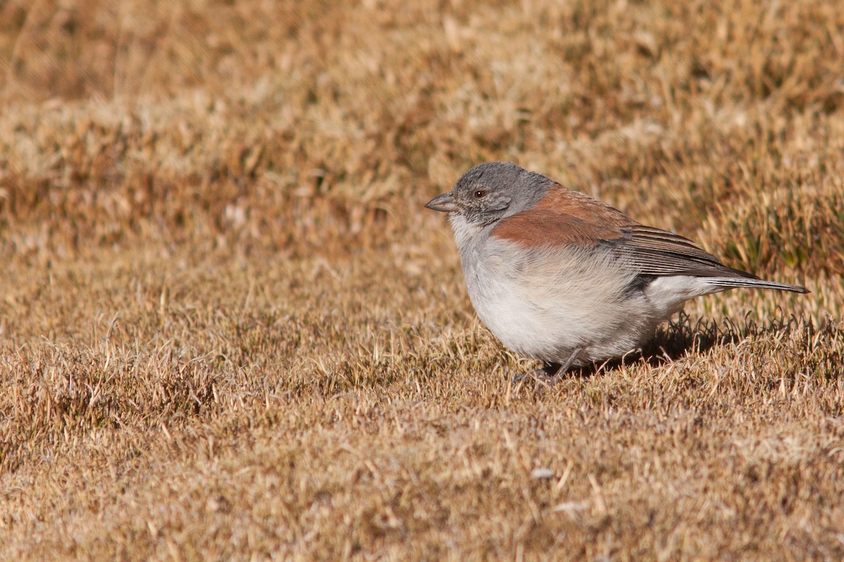 Red-backed Sierra Finch - ML38029681