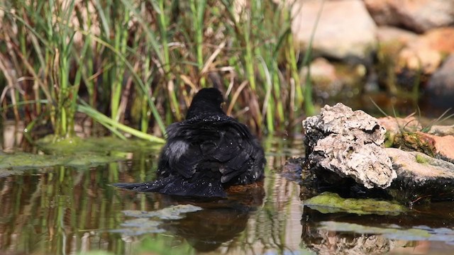 Eurasian Blackbird - ML380297081