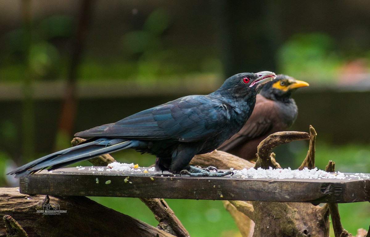Asian Koel - ML380297721