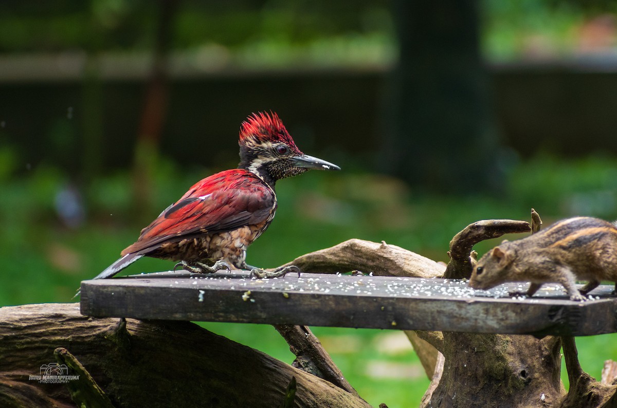 Red-backed Flameback - ML380297731