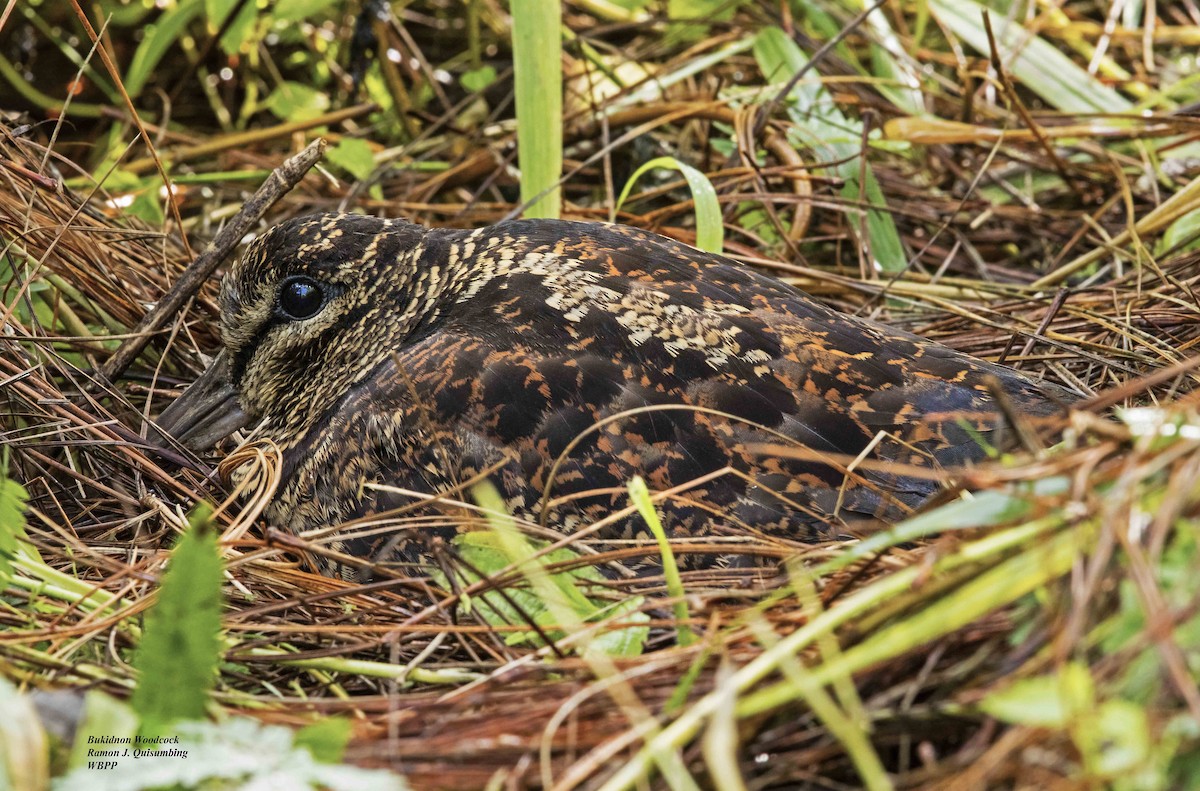 Bukidnon Woodcock - ML380299151