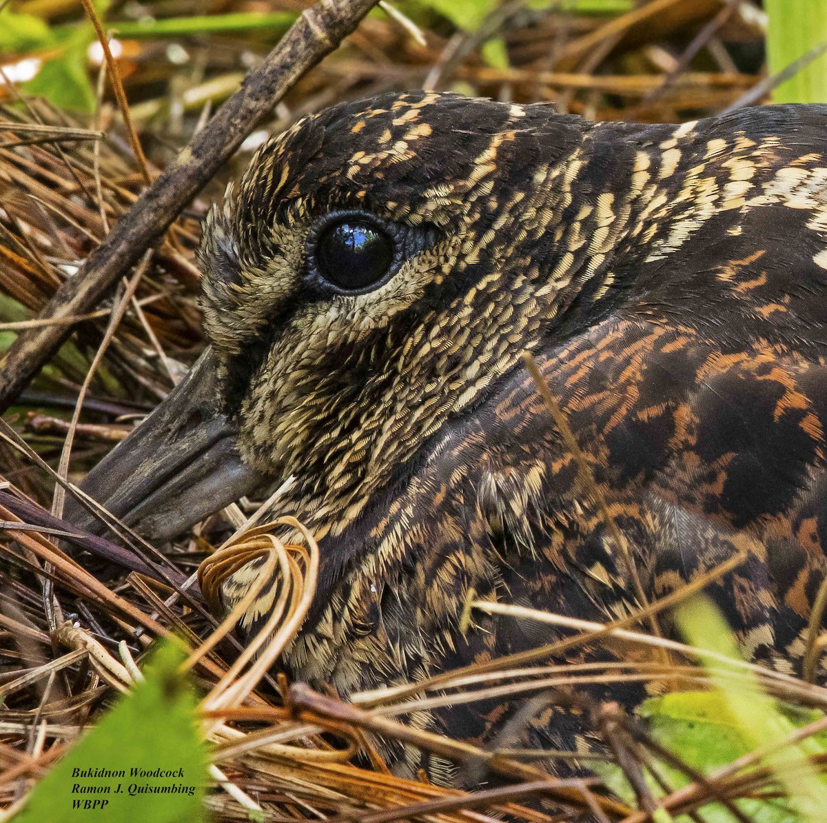 Bukidnon Woodcock - ML380299341