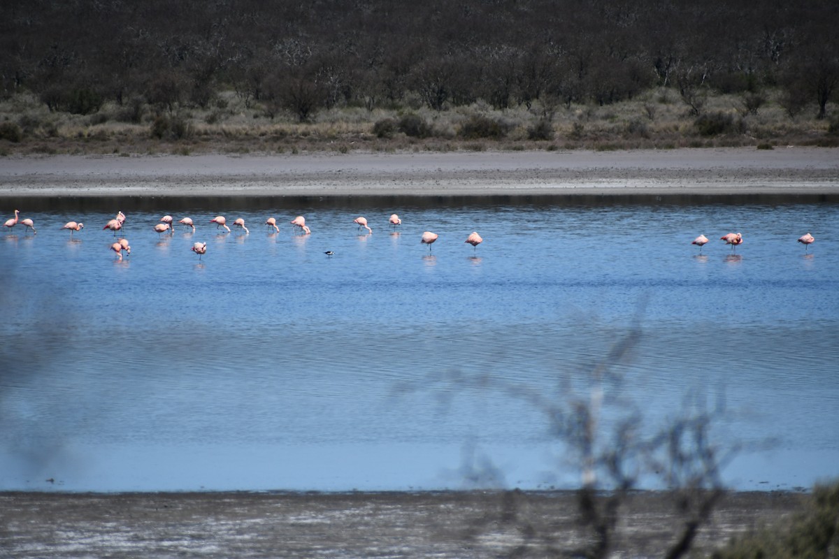 Chilean Flamingo - ML380300071