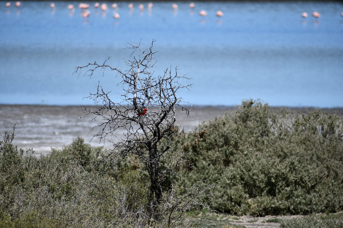 Chilean Flamingo - ML380300081