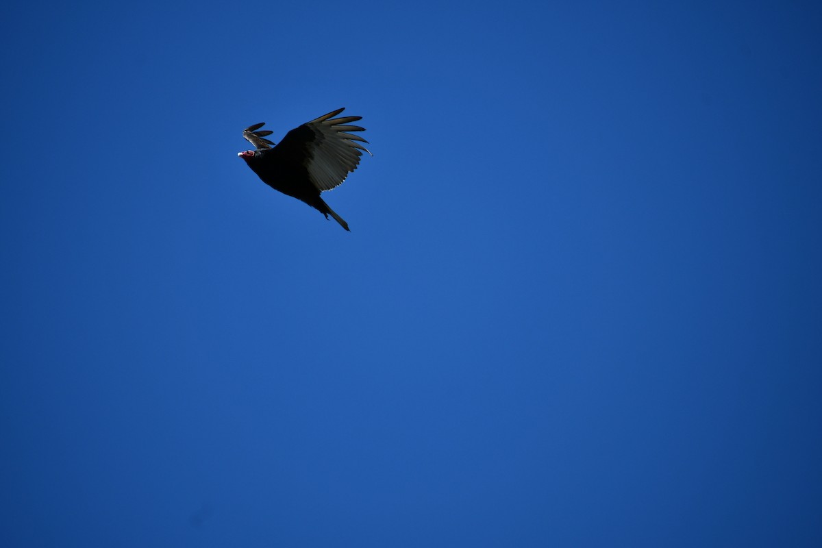 Turkey Vulture - ML380300631