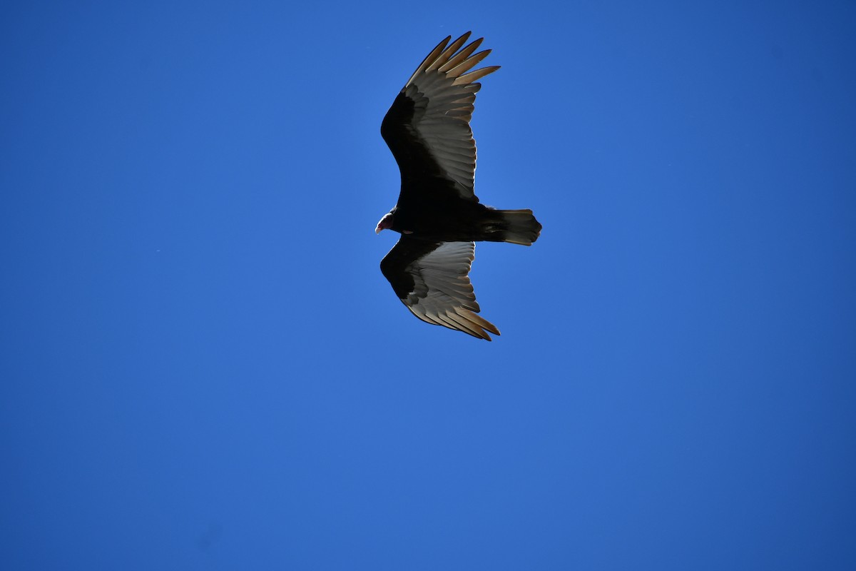 Turkey Vulture - ML380300641