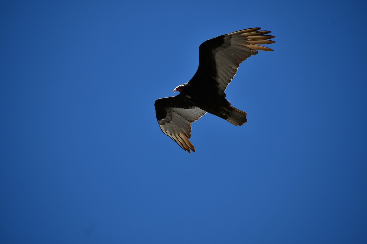 Turkey Vulture - ML380300671