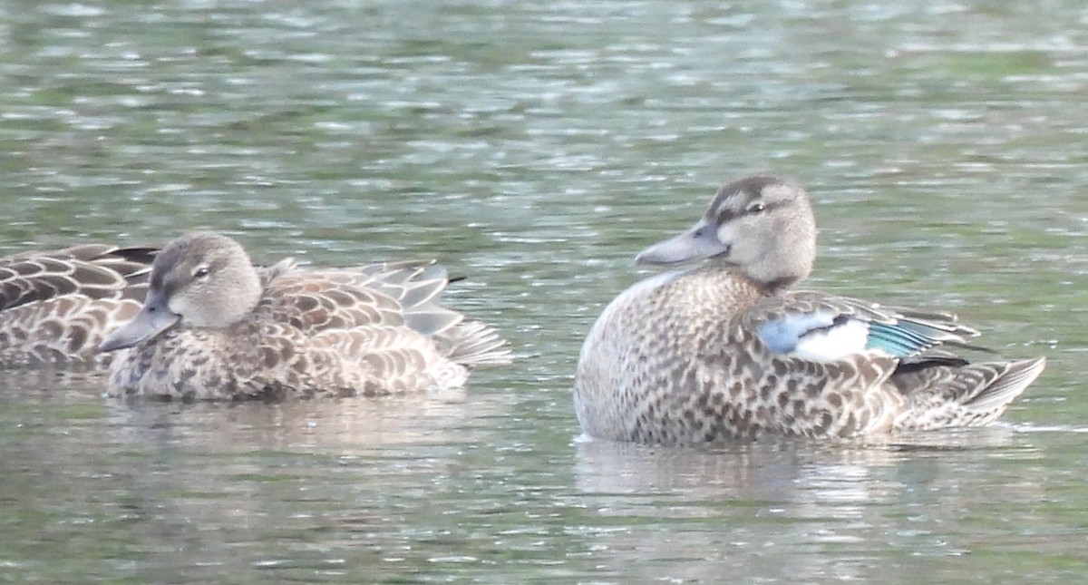 Blue-winged Teal - ML380300971