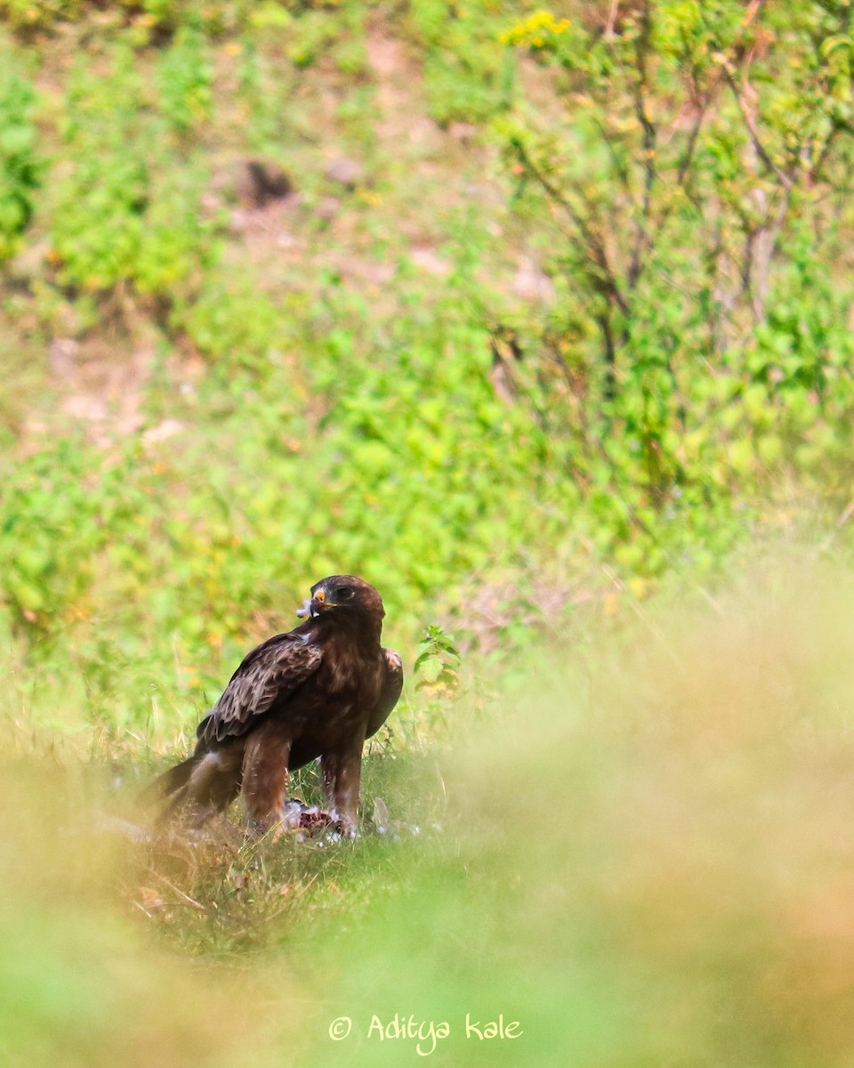 Booted Eagle - Aditya Kale