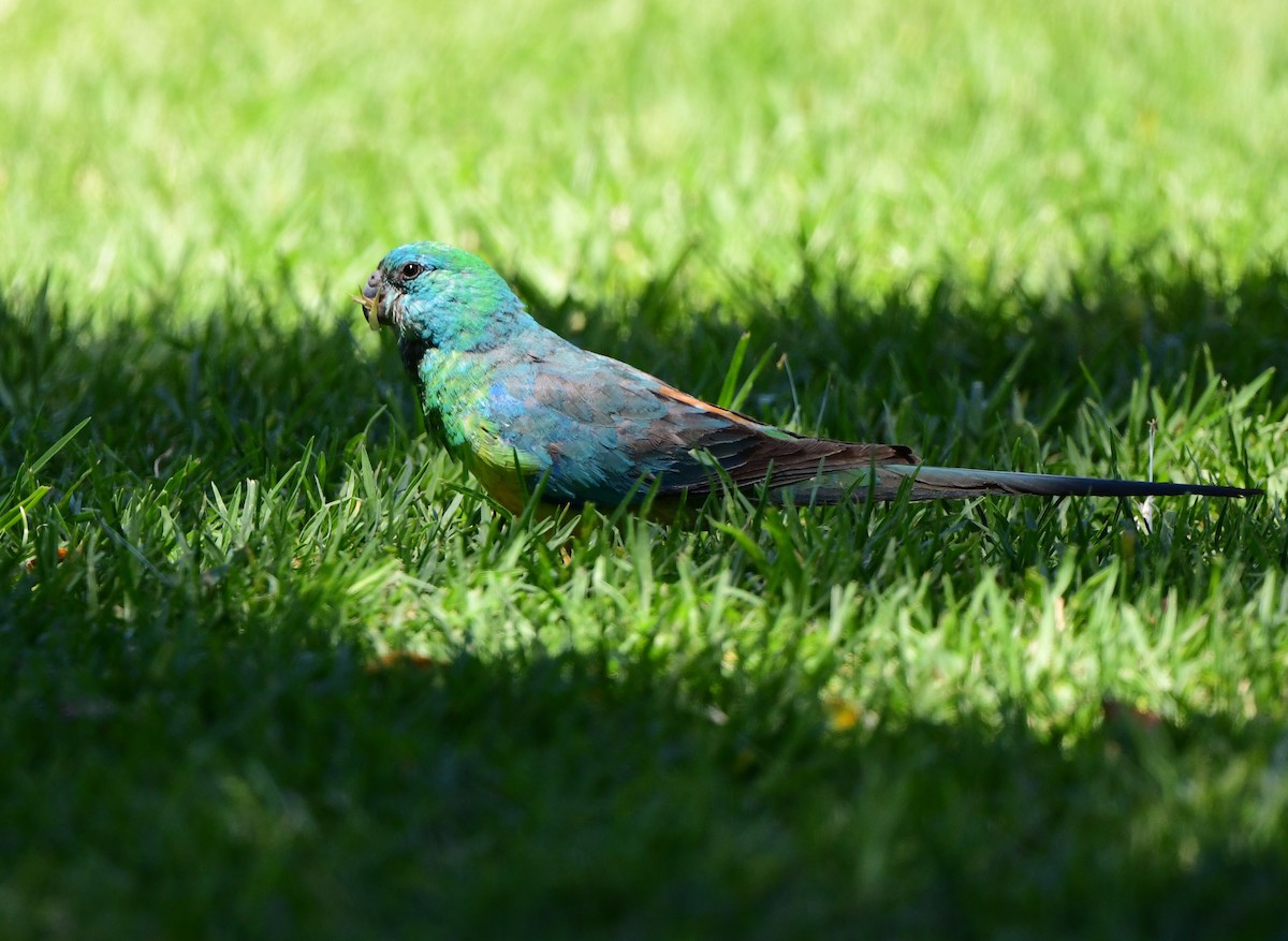 Red-rumped Parrot - ML380301831