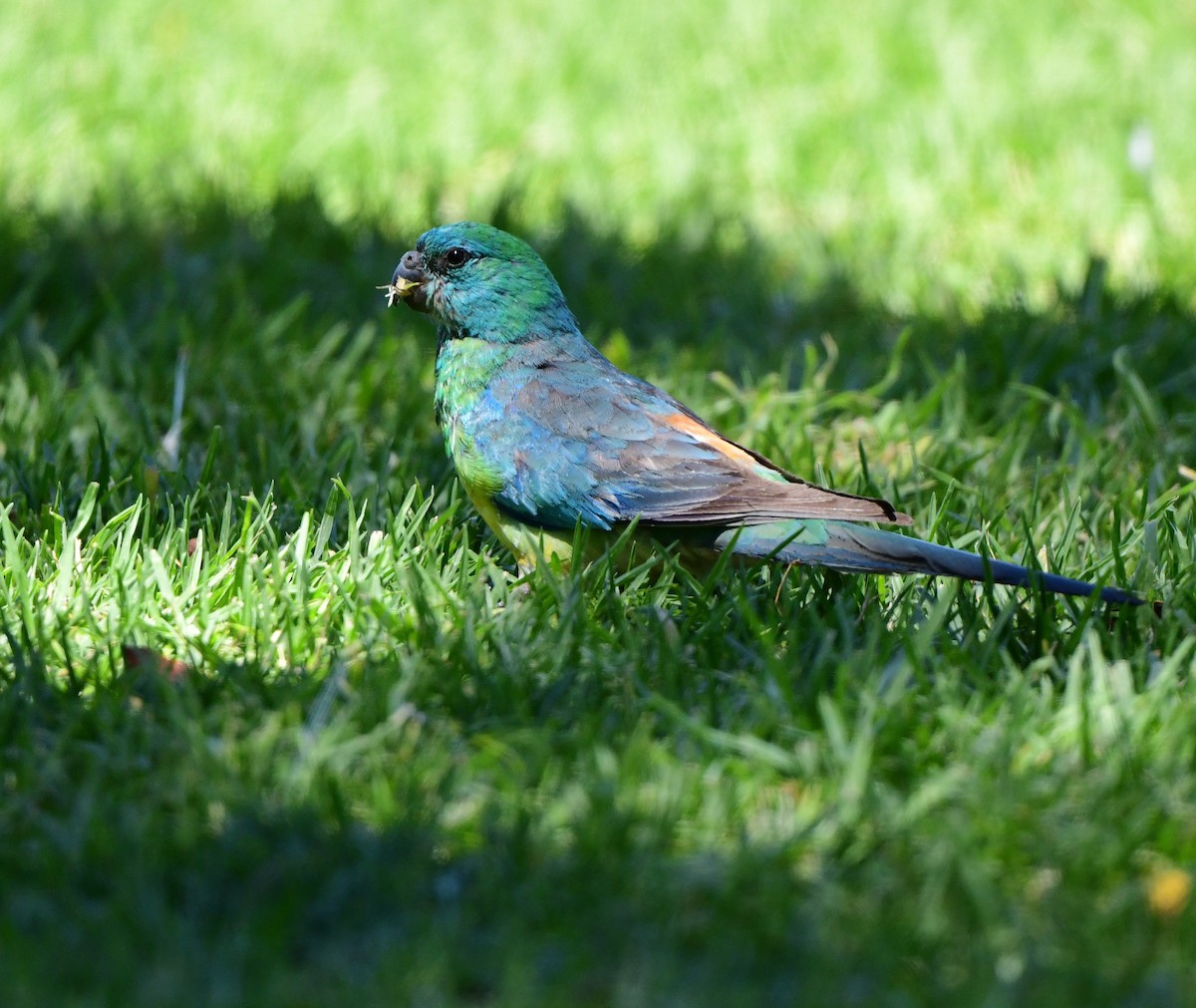 Red-rumped Parrot - ML380301851