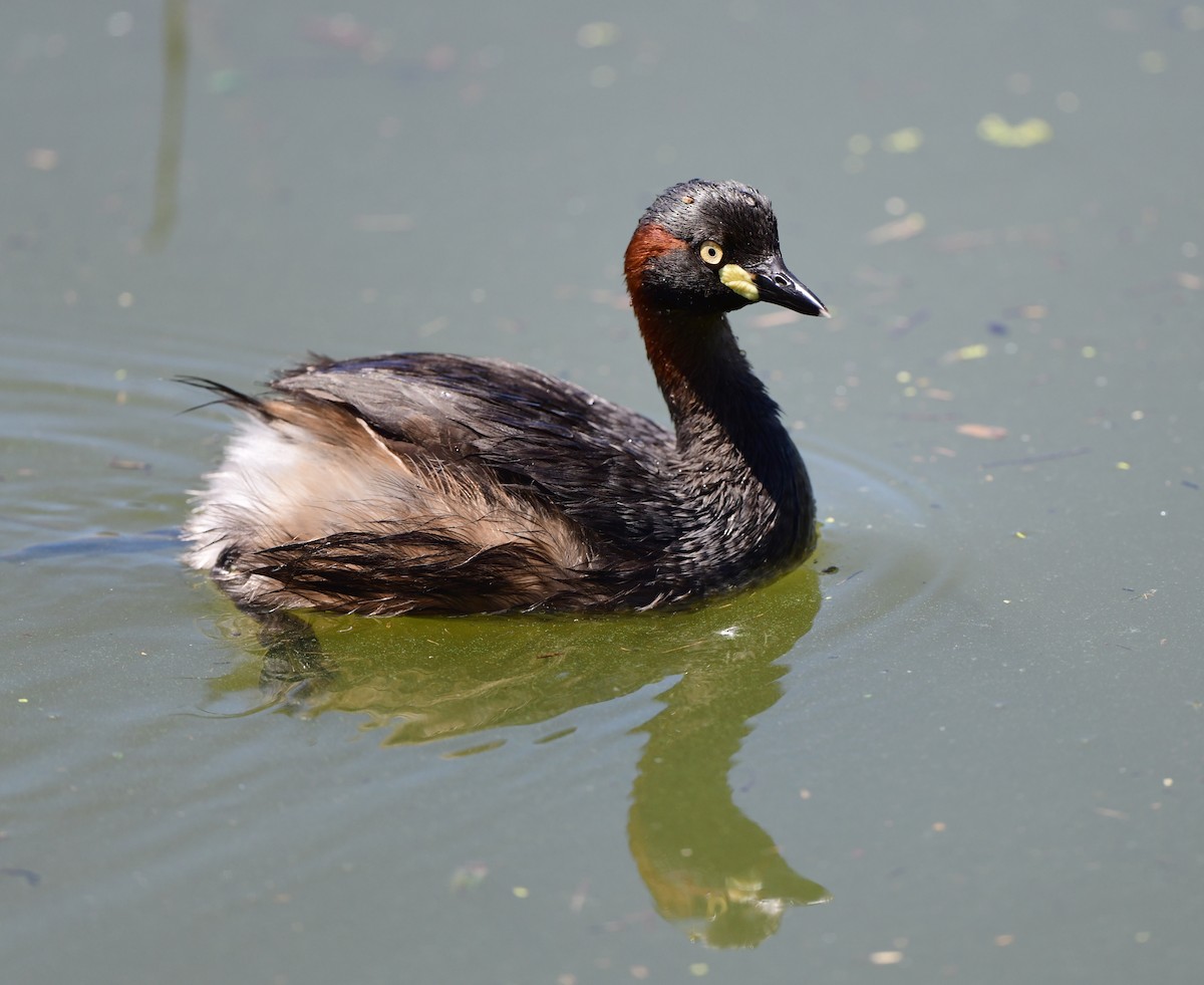 Australasian Grebe - Andy Gee