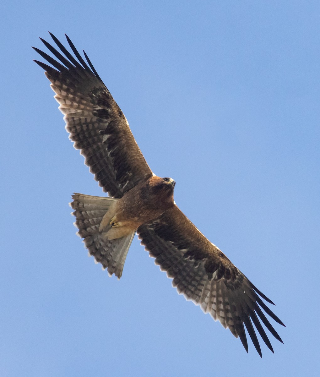 Booted Eagle - Zaber Ansary -BirdingBD Tours