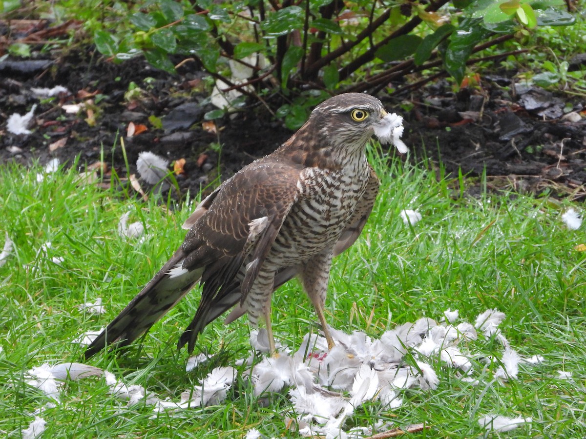 Eurasian Sparrowhawk - Matthew Fletcher