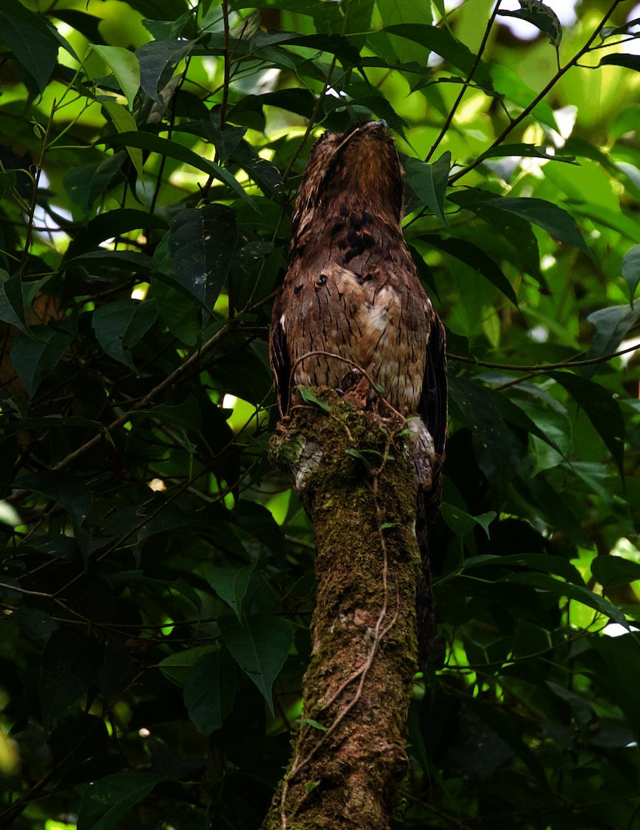 Common Potoo - ML380305761